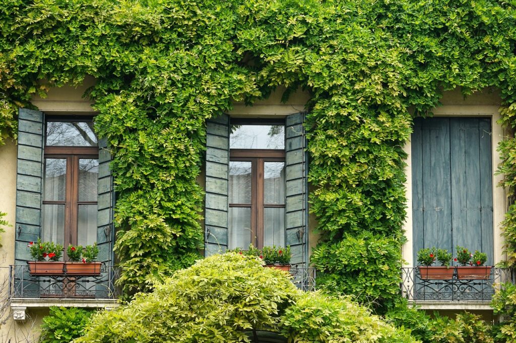 Windows of a building with plants on the wall